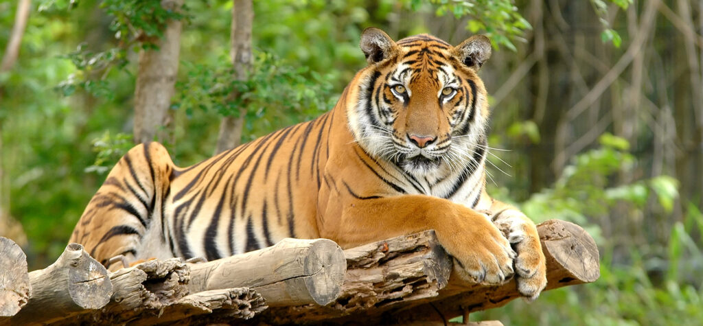 tiger at zoo